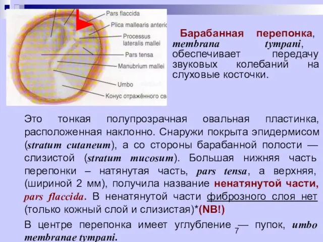 Это тонкая полупрозрачная овальная пластинка, расположенная наклонно. Снаружи покрыта эпидермисом (stratum