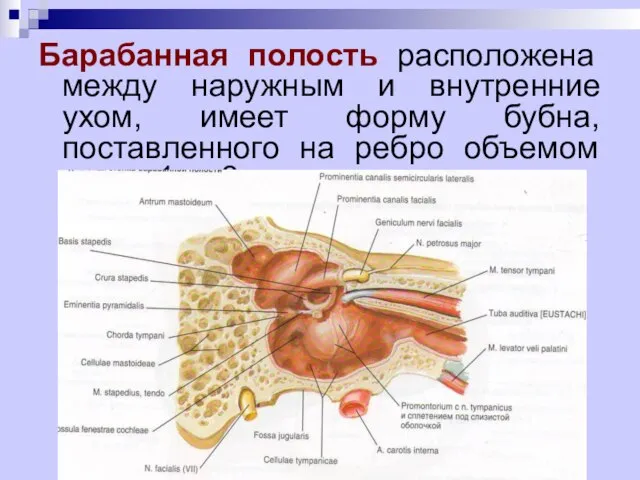 Барабанная полость расположена между наружным и внутренние ухом, имеет форму бубна,