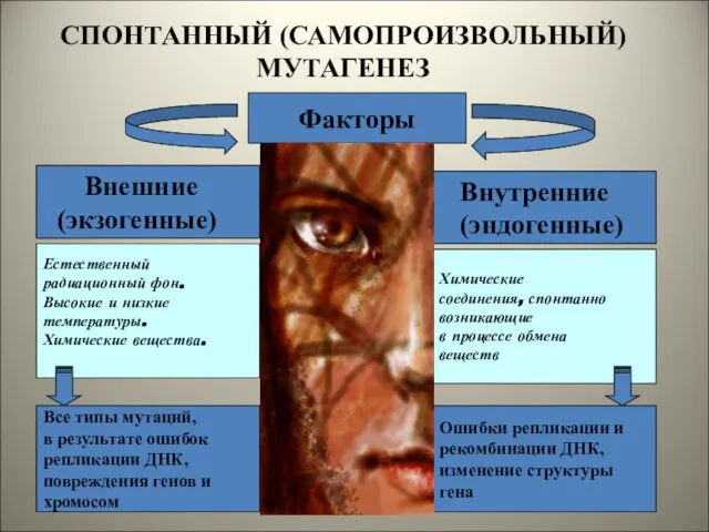 Факторы Внешние (экзогенные) Внутренние (эндогенные) Естественный радиационный фон. Высокие и низкие