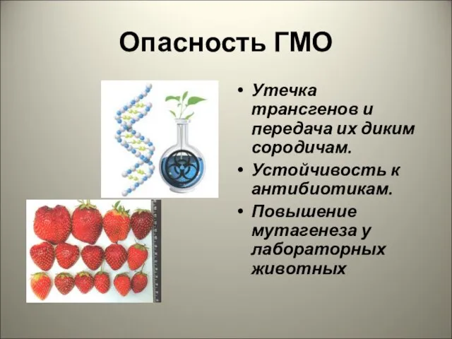 Опасность ГМО Утечка трансгенов и передача их диким сородичам. Устойчивость к