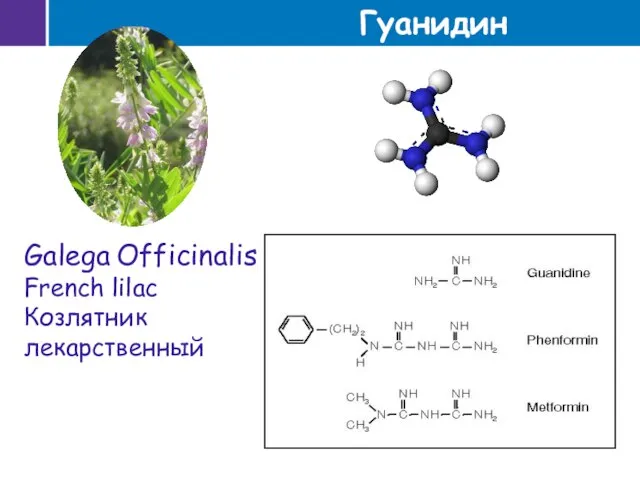 Galega Officinalis French lilac Козлятник лекарственный Гуанидин