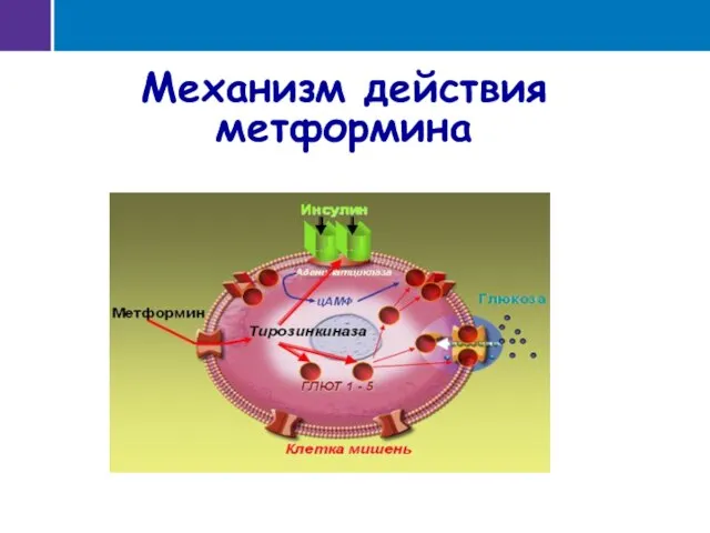 Механизм действия метформина