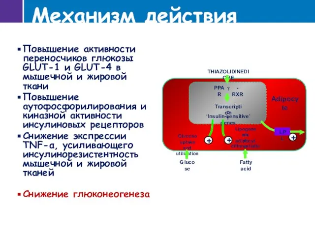 Механизм действия Повышение активности переносчиков глюкозы GLUT-1 и GLUT-4 в мышечной