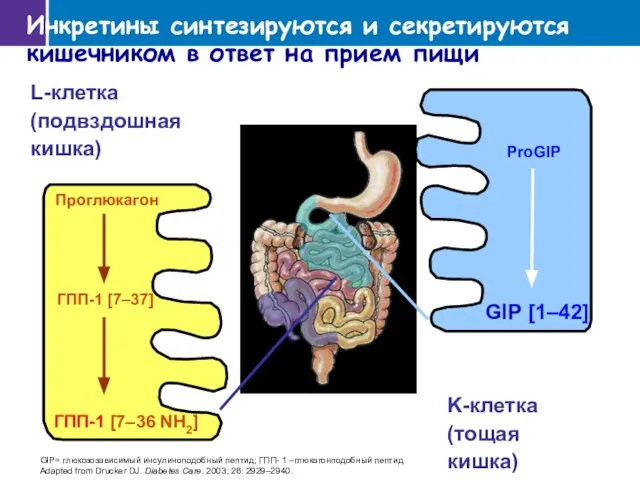 L-клетка (подвздошная кишка) Проглюкагон ГПП-1 [7–37] ГПП-1 [7–36 NH2] K-клетка (тощая