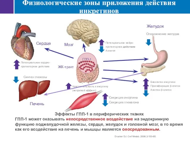 Физиологические зоны приложения действия инкретинов Drucker DJ. Cell Metab. 2006;3:153-65. Эффекты