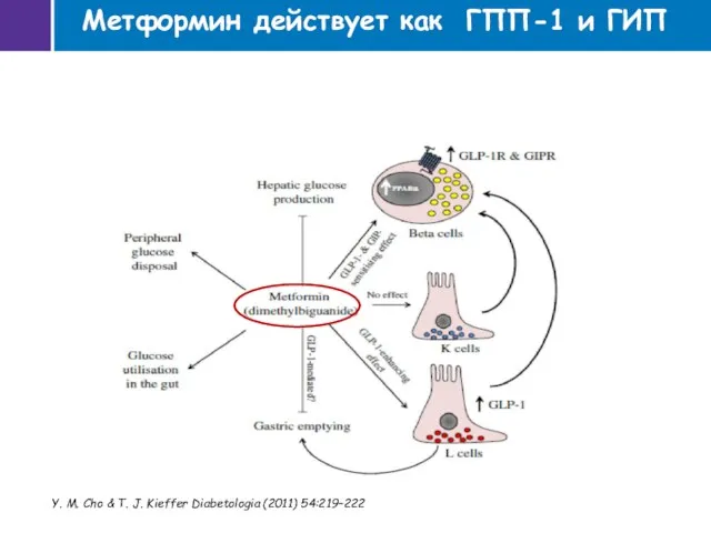 Y. M. Cho & T. J. Kieffer Diabetologia (2011) 54:219–222 Метформин действует как ГПП-1 и ГИП