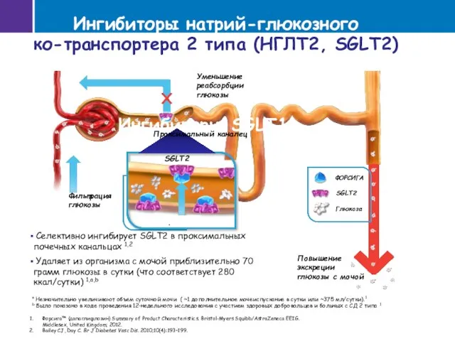 Ингибиторы SGLT1 a Незначительно увеличивают объем суточной мочи ( ~1 дополнительное