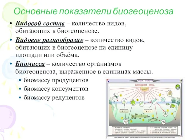 Основные показатели биогеоценоза Видовой состав – количество видов, обитающих в биогеоценозе.