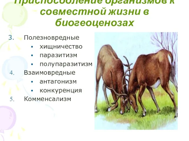 Приспособление организмов к совместной жизни в биогеоценозах Полезновредные хищничество паразитизм полупаразитизм Взаимовредные антагонизм конкуренция Комменсализм