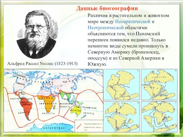 Данные биогеографии Альфред Рассел Уоллес (1823-1913) Различия в растительном и животном