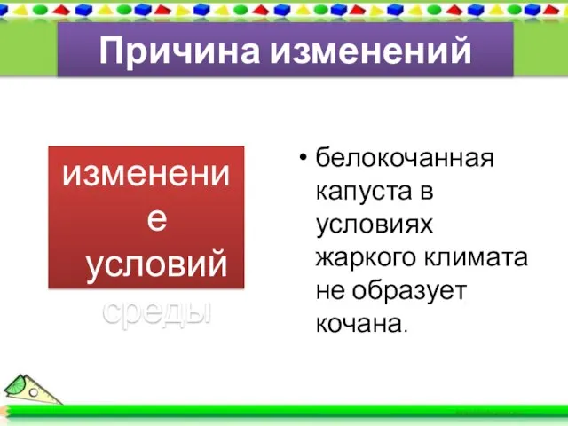 Причина изменений изменение условий среды белокочанная капуста в условиях жаркого климата не образует кочана.