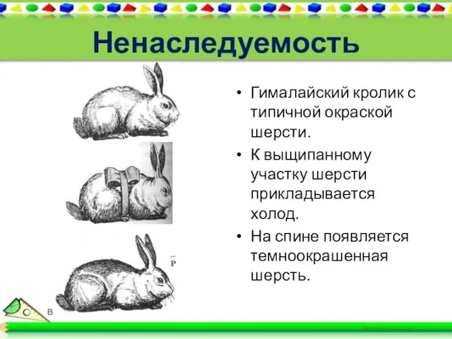 Ненаследуемость Гималайский кролик с типичной окраской шерсти. К выщипанному участку шерсти