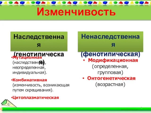 Изменчивость Наследственная (генотипическая) Ненаследственная (фенотипическая) Мутационная (наследственная, неопределенная, индивидуальная). Комбинативная (изменчивость,