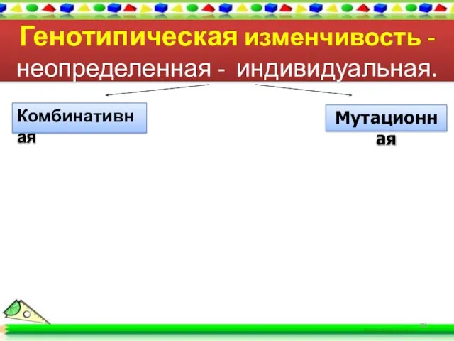 Генотипическая изменчивость - неопределенная - индивидуальная. Комбинативная Мутационная