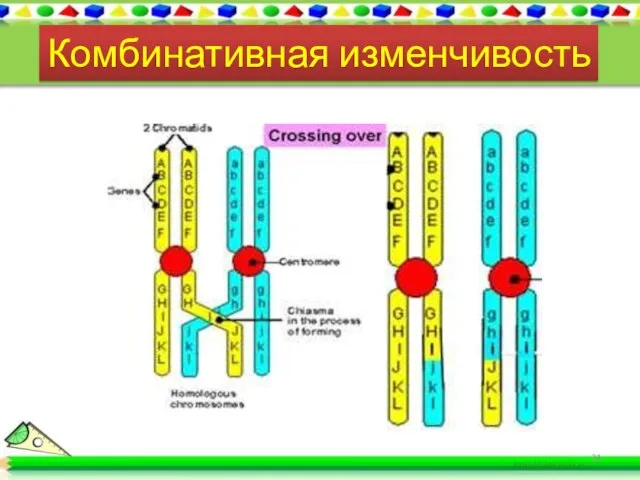 Комбинативная изменчивость