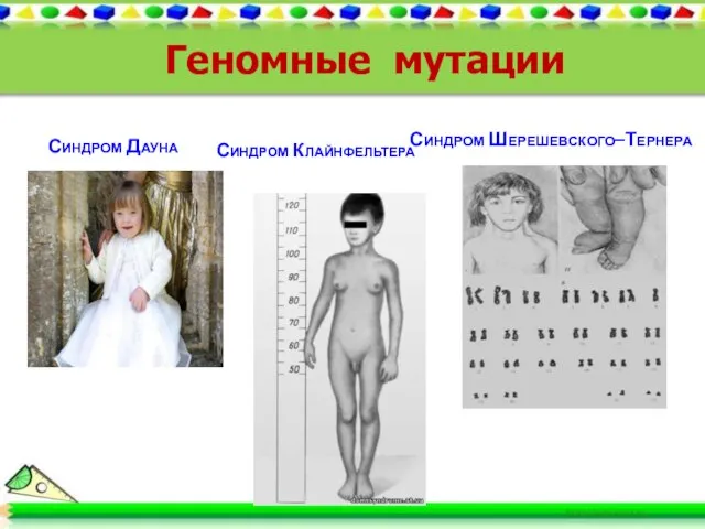 Синдром Дауна Синдром Шерешевского–Тернера Синдром Клайнфельтера Геномные мутации