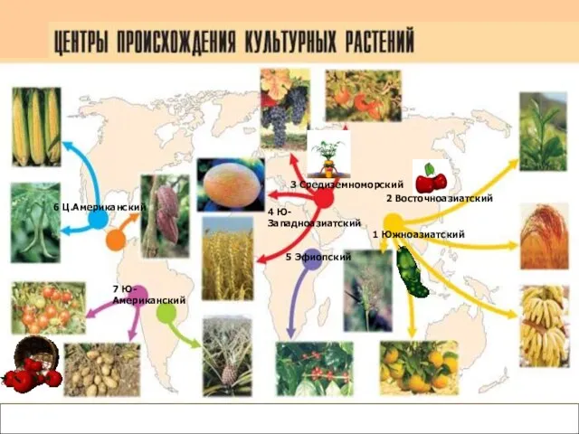 Карта центров происхождения культурных растений 1 Южноазиатский 2 Восточноазиатский 6 Ц.Американский