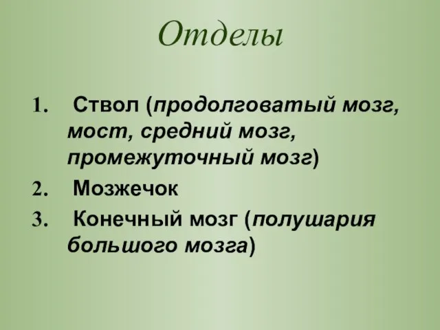 Отделы Ствол (продолговатый мозг, мост, средний мозг, промежуточный мозг) Мозжечок Конечный мозг (полушария большого мозга)