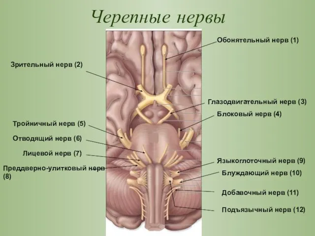 Черепные нервы Обонятельный нерв (1) Зрительный нерв (2) Глазодвигательный нерв (3)