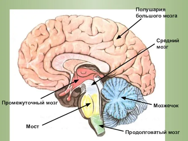 Полушария большого мозга Промежуточный мозг Средний мозг Продолговатый мозг Мост Мозжечок
