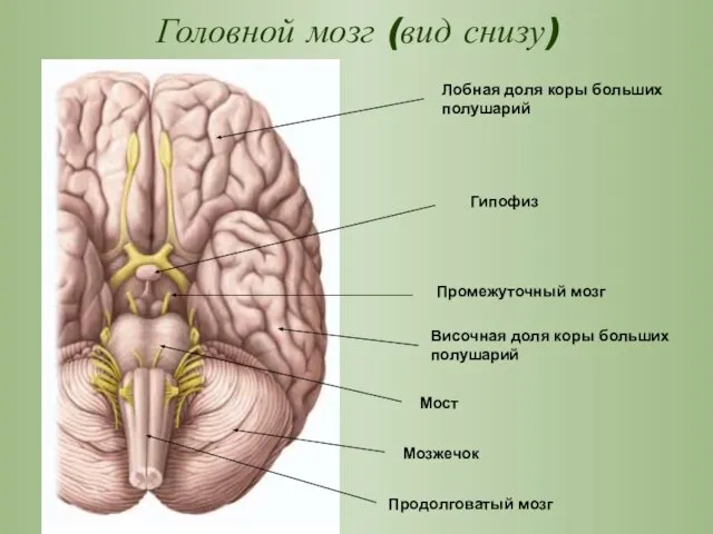 Головной мозг (вид снизу) Промежуточный мозг Височная доля коры больших полушарий