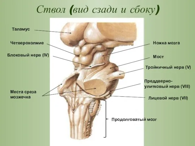 Ствол (вид сзади и сбоку) Таламус Четверохолмие Ножка мозга Блоковый нерв