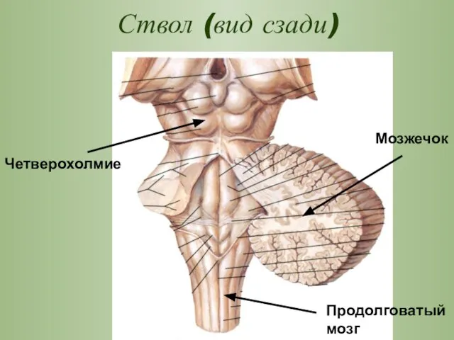 Ствол (вид сзади) Четверохолмие Продолговатый мозг Мозжечок