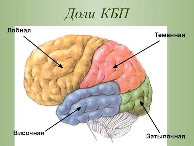 Доли КБП Лобная Височная Теменная Затылочная