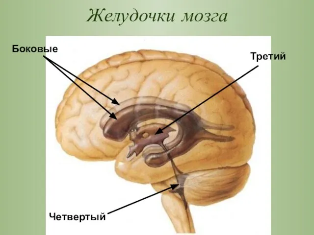 Желудочки мозга Боковые Четвертый Третий