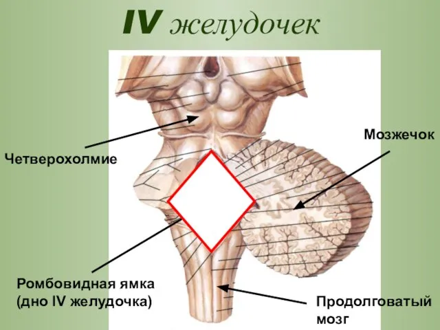 IV желудочек Ромбовидная ямка (дно IV желудочка) Четверохолмие Продолговатый мозг Мозжечок