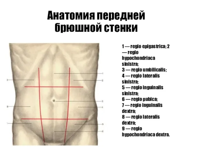 Анатомия передней брюшной стенки 1 — regio epigastrica; 2 — regio