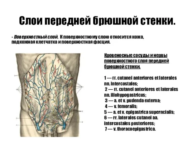 Слои передней брюшной стенки. - Поверхностный слой. К поверхностному слою относится