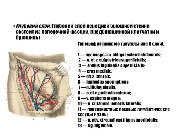 Глубокий слой. Глубокий слой передней брюшной стенки состоит из поперечной фасции,