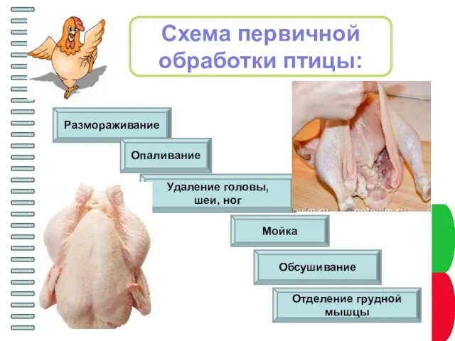 Схема первичной обработки птицы: Размораживание Опаливание Удаление головы, шеи, ног Мойка Обсушивание Отделение грудной мышцы