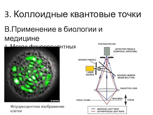 3. Коллоидные квантовые точки В.Применение в биологии и медицине 1. Метод флуоресцентных маркеров Флуоресцентное изображение клетки