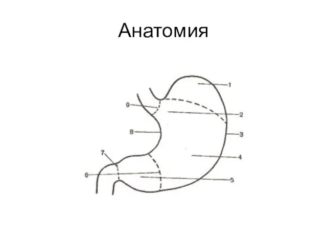 Анатомия