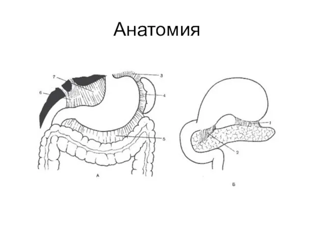 Анатомия