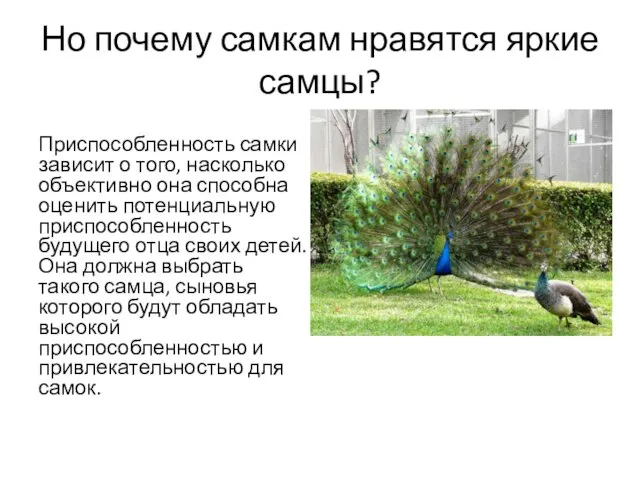 Но почему самкам нравятся яркие самцы? Приспособленность самки зависит о того,