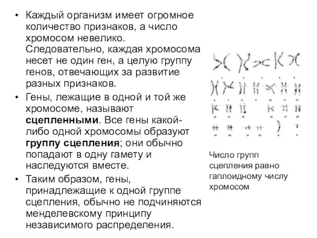 Каждый организм имеет огромное количество признаков, а число хромосом невелико. Следовательно,