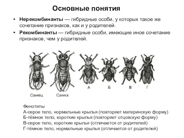 Нерекомбинанты — гибридные особи, у которых такое же сочетание признаков, как