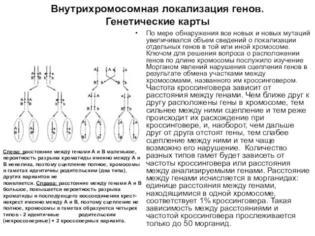 Внутрихромосомная локализация генов. Генетические карты По мере обнаружения все новых и