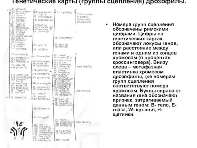 Генетические карты (группы сцепления) дрозофилы. Номера групп сцепления обозначены римскими цифрами.