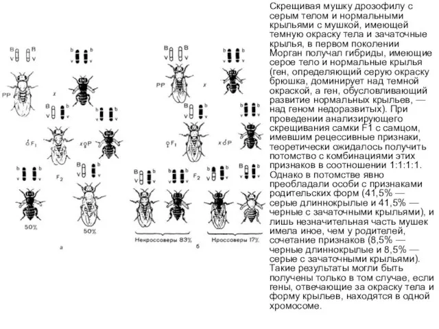 Скрещивая мушку дрозофилу с серым телом и нормальными крыльями с мушкой,