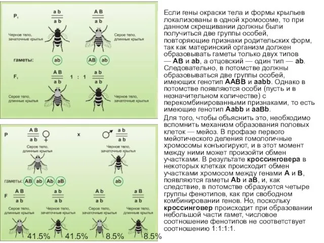 Если гены окраски тела и формы крыльев локализованы в одной хромосоме,