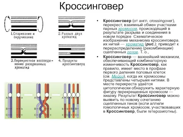 Кроссинговер Кроссинговер (от англ. crossingover), перекрест, взаимный обмен участками парных хромосом,