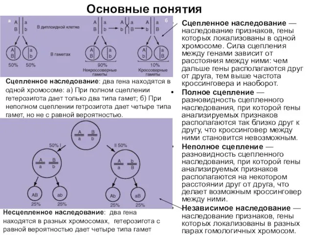 Сцепленное наследование — наследование признаков, гены которых локализованы в одной хромосоме.