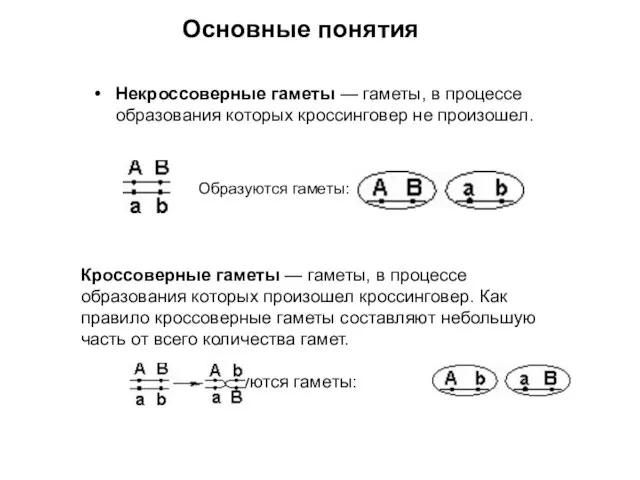 Некроссоверные гаметы — гаметы, в процессе образования которых кроссинговер не произошел.