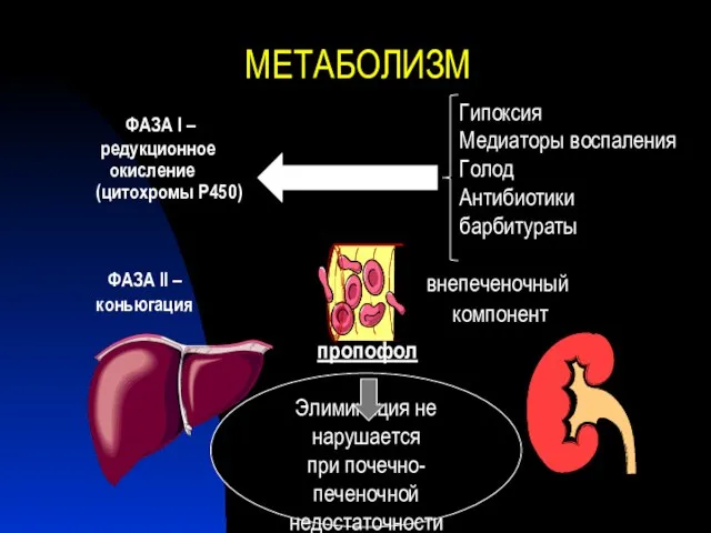 МЕТАБОЛИЗМ ФАЗА II – коньюгация ФАЗА I – редукционное окисление (цитохромы