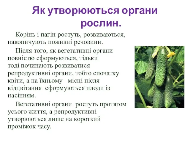 Корінь і пагін ростуть, розвиваються, накопичують поживні речовини. Після того, як