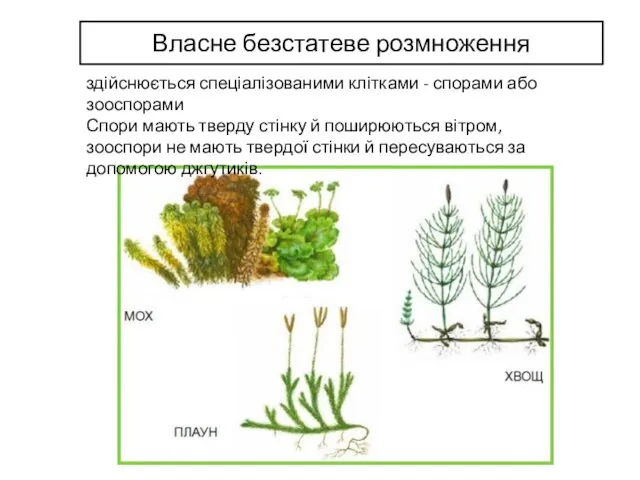 Власне безстатеве розмноження здійснюється спеціалізованими клітками - спорами або зооспорами Спори